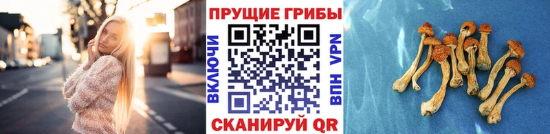 Псилоцибиновые грибы прущие грибы Дубна